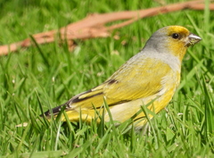 Cape Canary photo 4