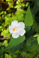 Hibiscus phoeniceus