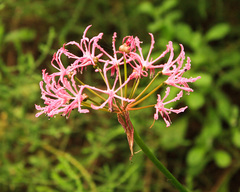 Nerine undulata