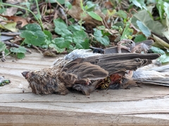 Passer domesticus domesticus