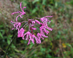 Nerine undulata