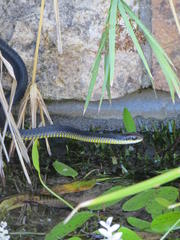 Dispholidus typus typus