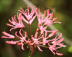 Nerine undulata