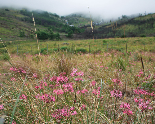 Nerine undulata