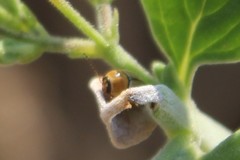 Cryptocephalus fulvus