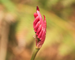 Nerine undulata