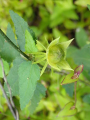 Hibiscus phoeniceus