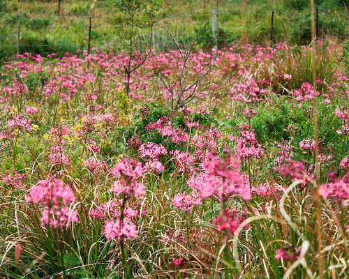 Nerine undulata