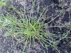 Cyperus fuscus