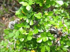 Searsia crenata