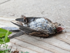 Passer domesticus domesticus