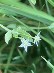 Stellaria alsine