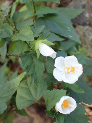 Hibiscus phoeniceus
