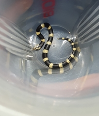 Elapsoidea boulengeri