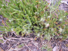 Centella tridentata tridentata