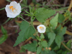 Hibiscus phoeniceus