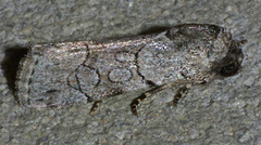 Sympistis sectilis