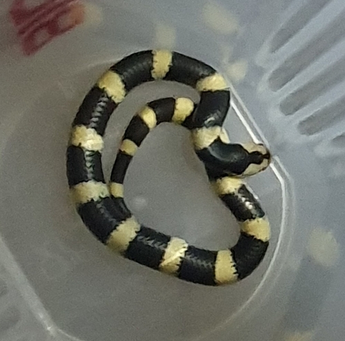 Boulenger's Garter Snake