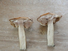 Leccinum albostipitatum