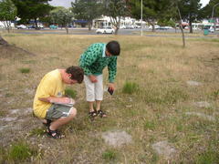 Centella tridentata tridentata