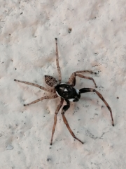 Menemerus semilimbatus