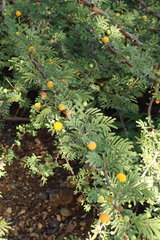 Vachellia tortuosa
