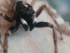 Menemerus semilimbatus