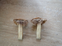 Leccinum albostipitatum