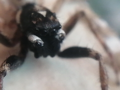 Menemerus semilimbatus