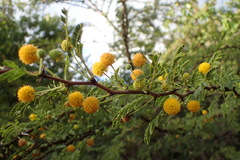 Vachellia tortuosa