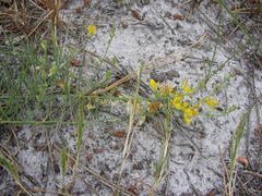 Lebeckia