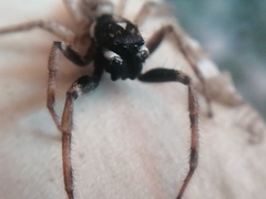 Menemerus semilimbatus