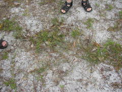 Lebeckia