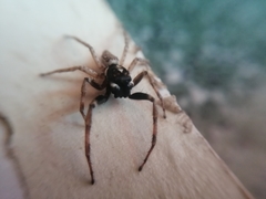 Menemerus semilimbatus