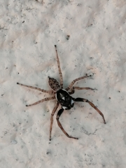 Menemerus semilimbatus