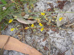 Lebeckia