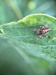 Neoscona arabesca