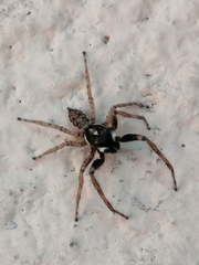 Menemerus semilimbatus