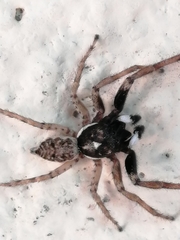 Menemerus semilimbatus