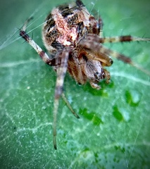 Neoscona arabesca