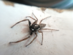 Menemerus semilimbatus