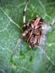Neoscona arabesca