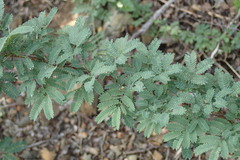 Vachellia tortuosa