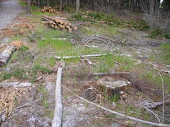 Diastella proteoides