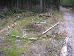 Diastella proteoides