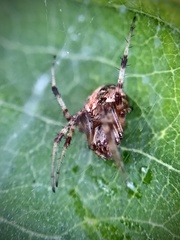 Neoscona arabesca