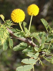 Vachellia tortuosa