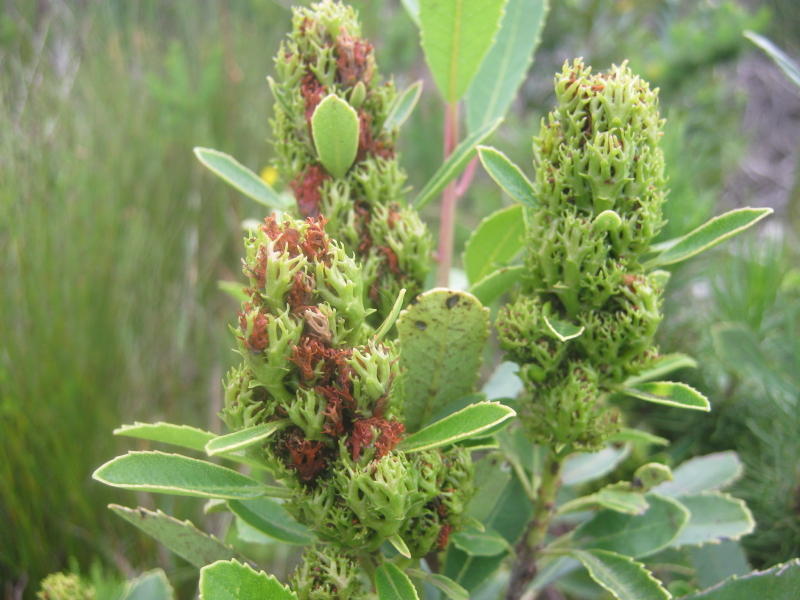 Iron Martin