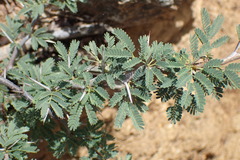 Vachellia tortuosa