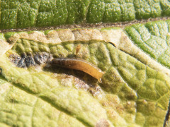 Calycomyza flavinotum